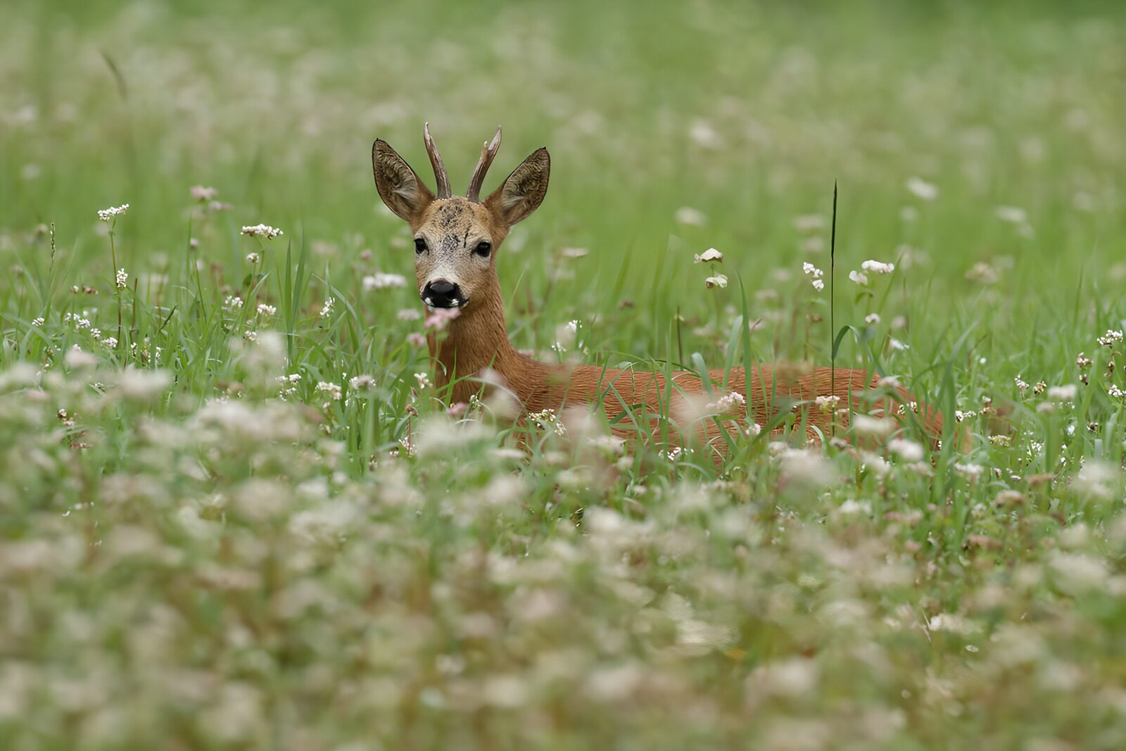 OCUK49203: Young Roe Deer Among Wildflowers