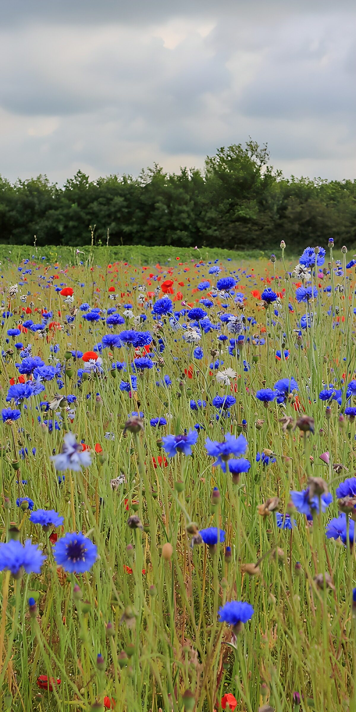 OCUK75017: Wildflower Meadow in Bloom
