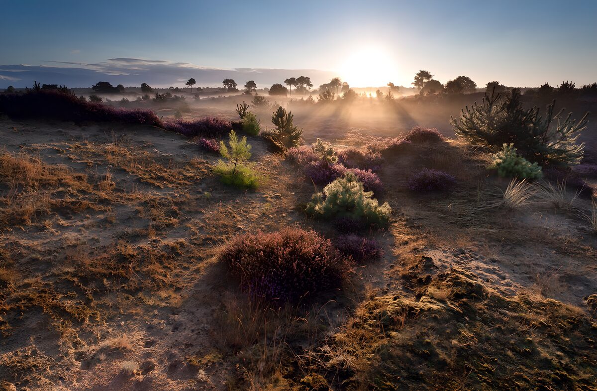 OCUK11817: Serene Sunrise over Lavender Fields