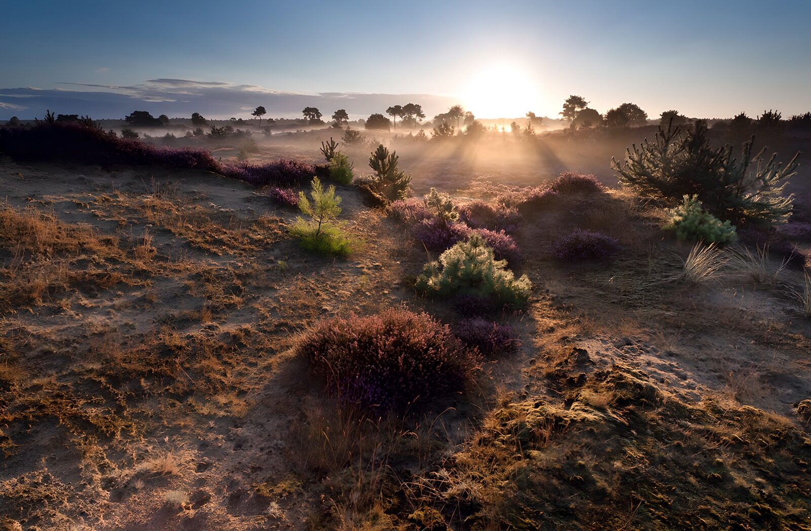 OCUK11817: Serene Sunrise over Lavender Fields