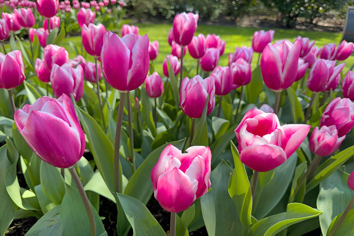 Vibrant Pink Tulips in Bloom