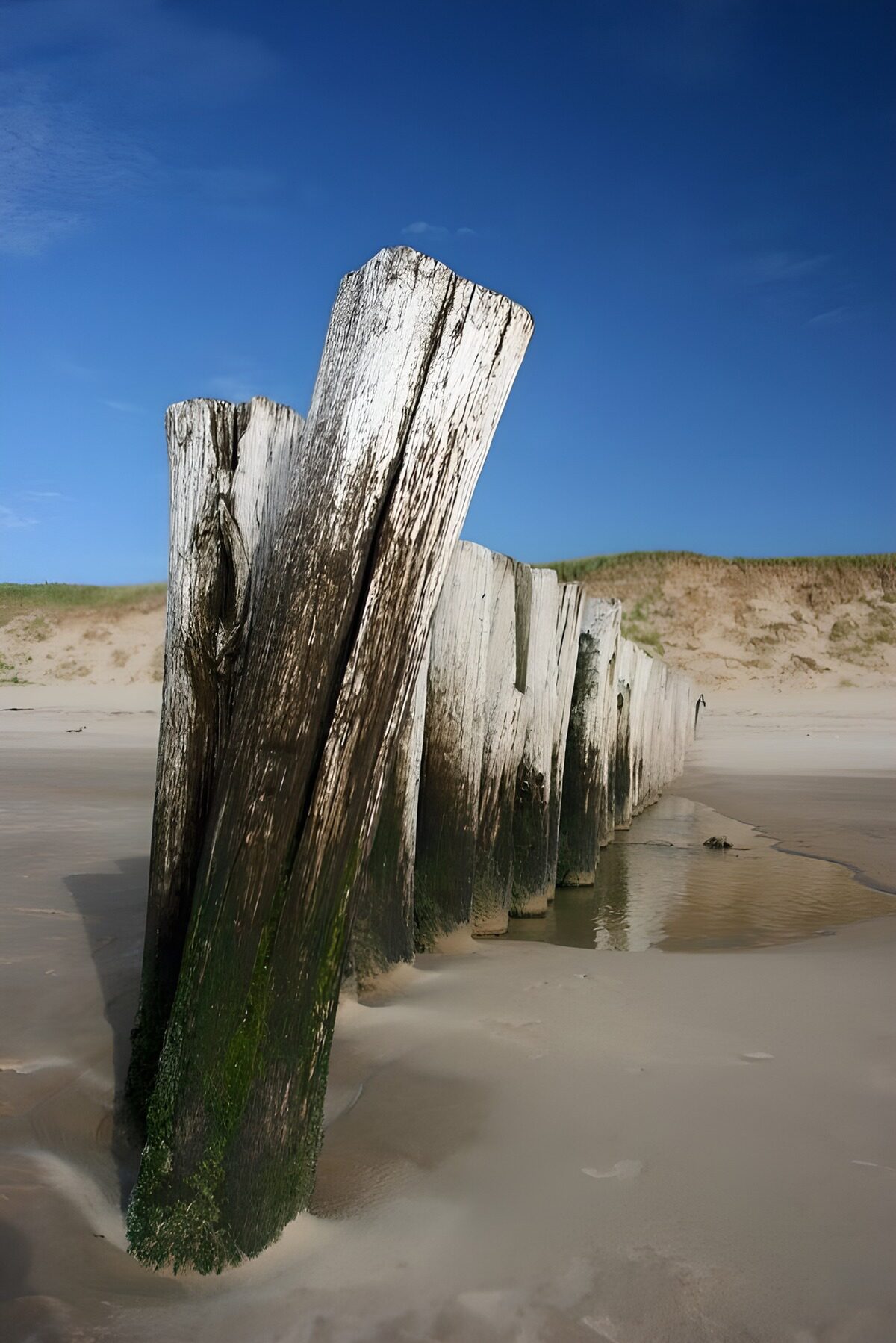 OCUK49279: Weathered Beach Pilings Under Blue Sky