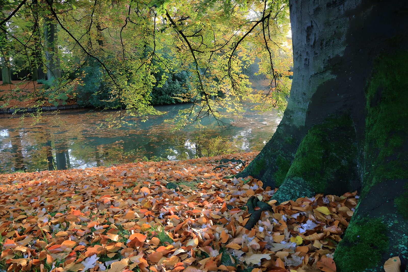 OCUK75786: Autumn in park 2