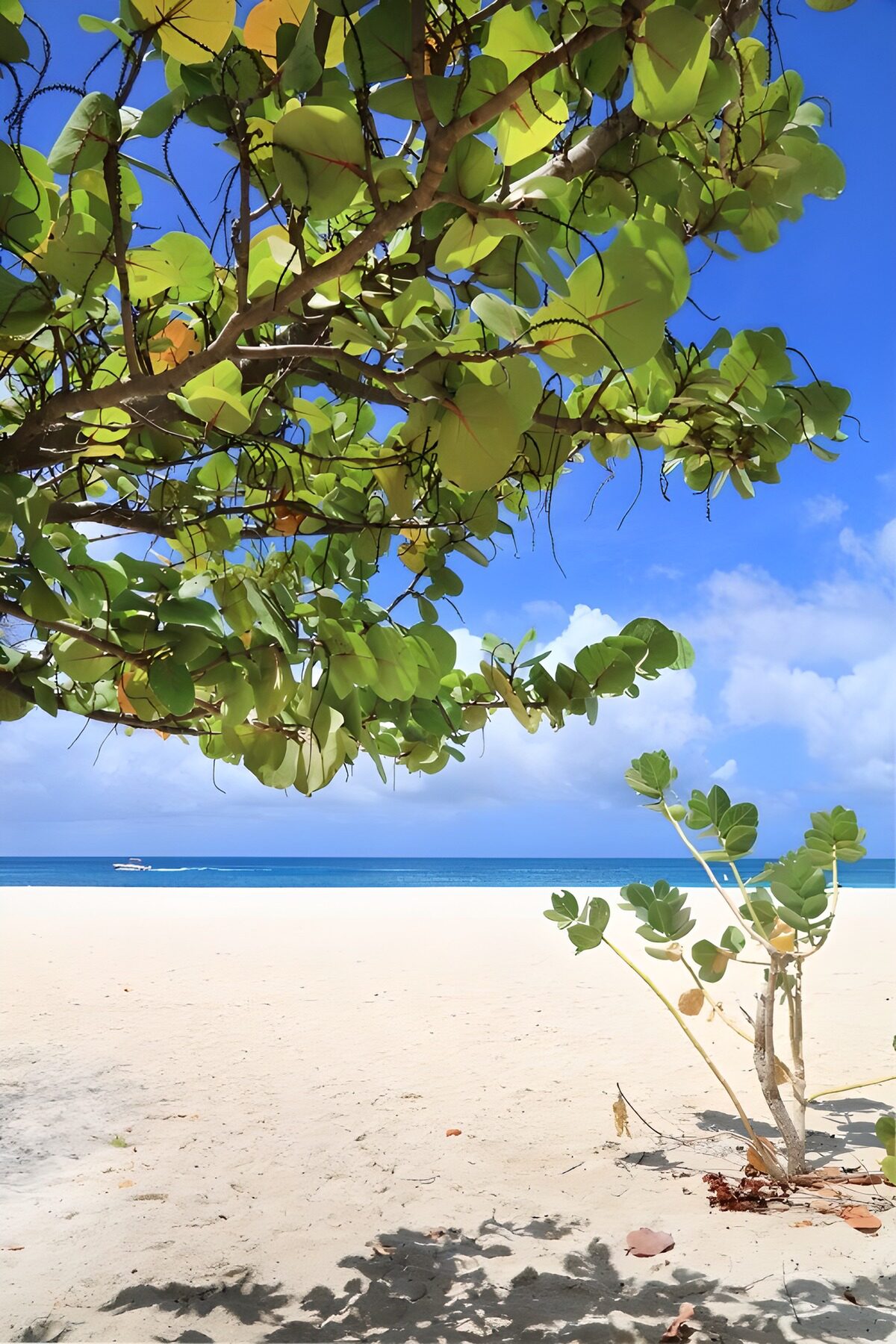 OCUK34154: Tranquil Beach Scene with Lush Greens