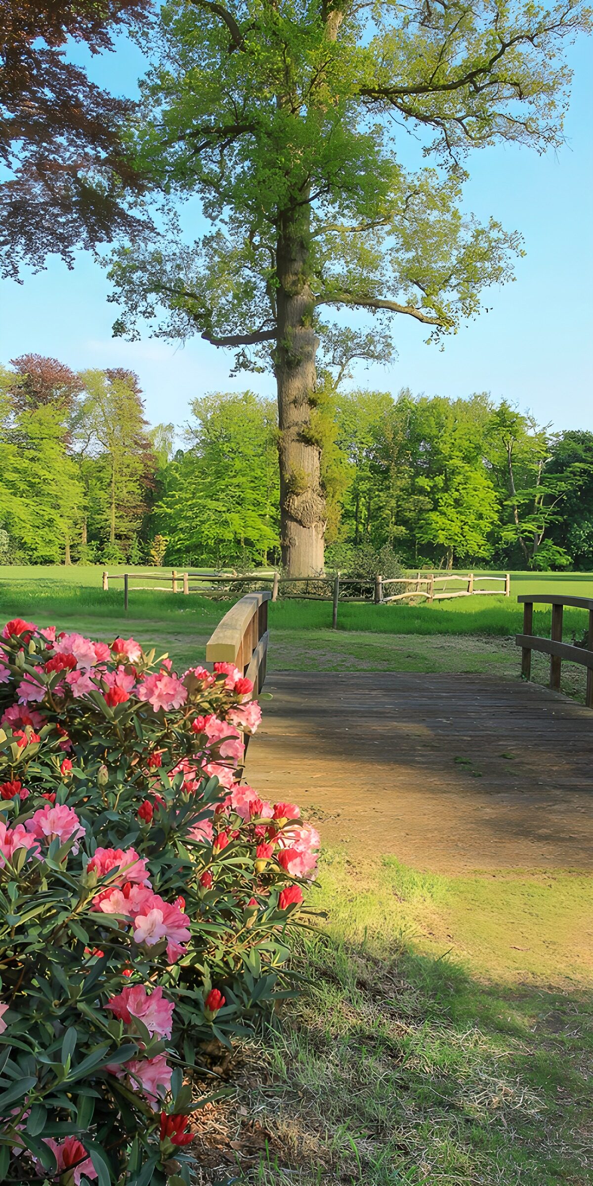 OCUK69778: Serene Garden Pathway in Spring