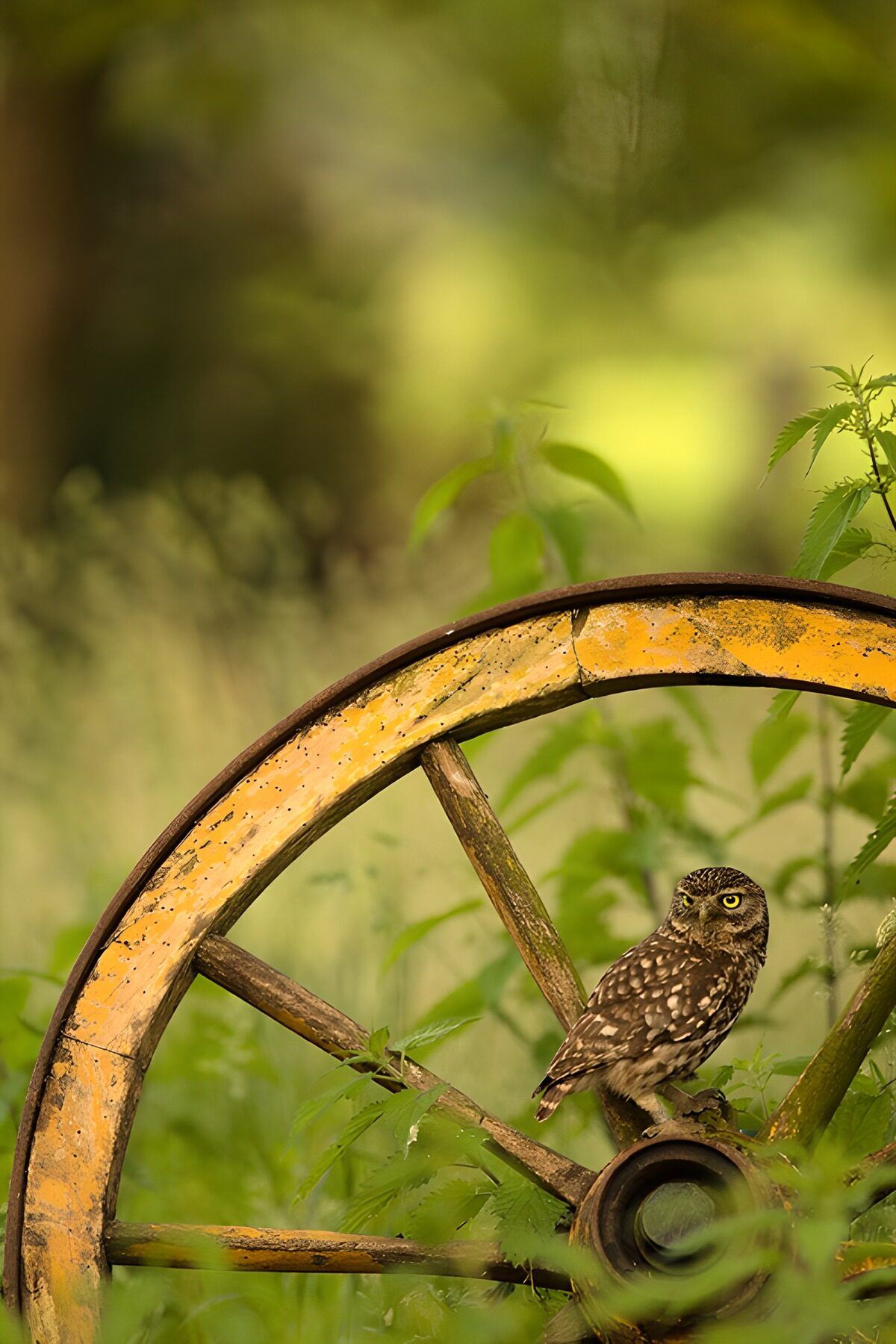 OCUK24732: Wise Owl on a Rustic Wheel