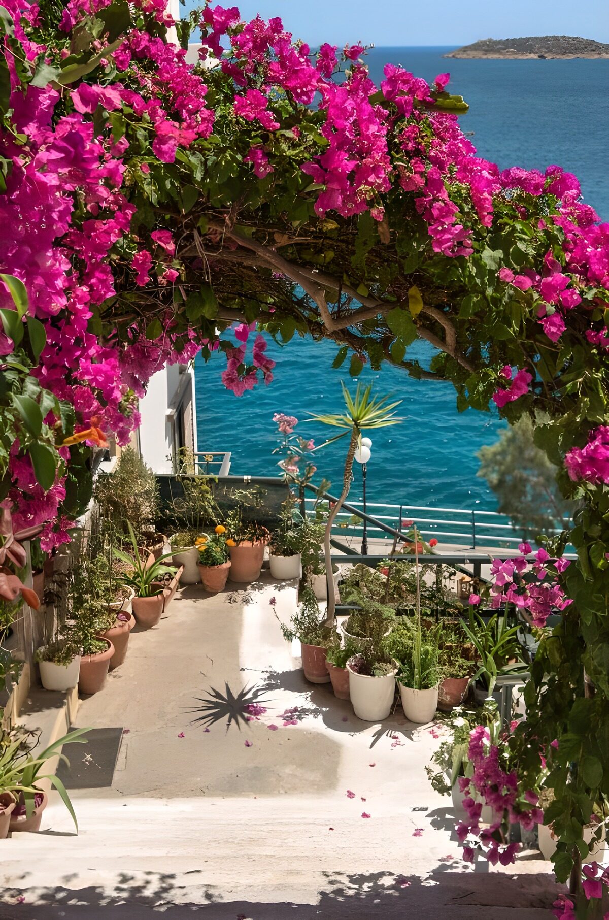 OCUK67191: Pergola with Bougainville