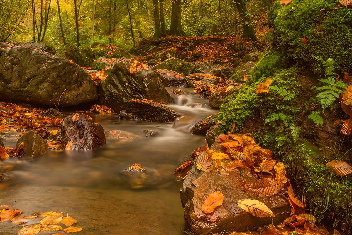 OCUK46216: Autumn Serenity in Nature's Embrace
