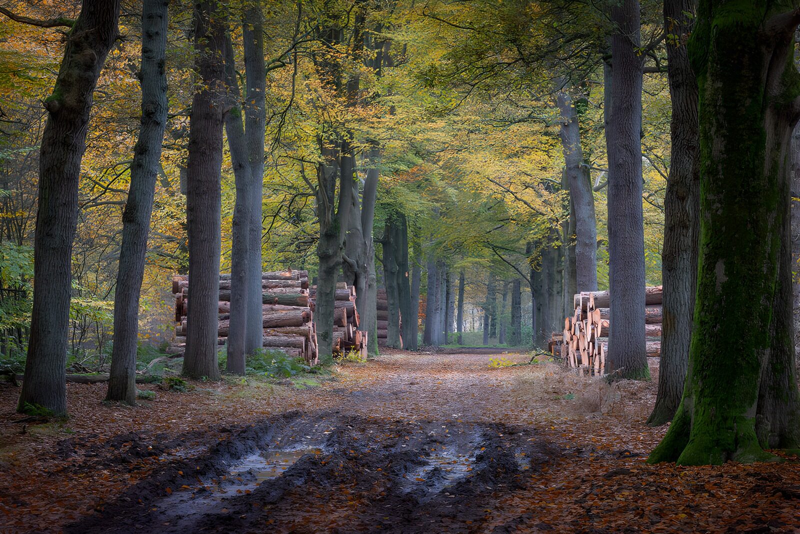 OCUK30828: Tranquil Forest Path with Timber Stacks