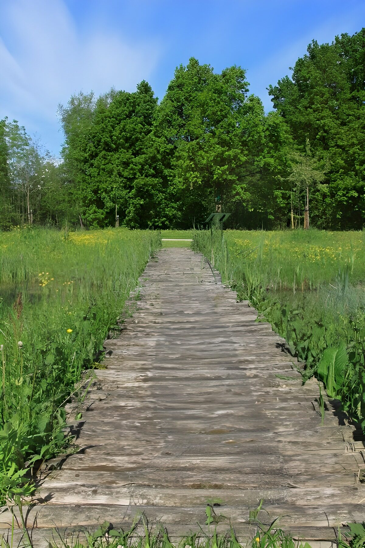 OCUK74923: Wooden foothpath to a forest