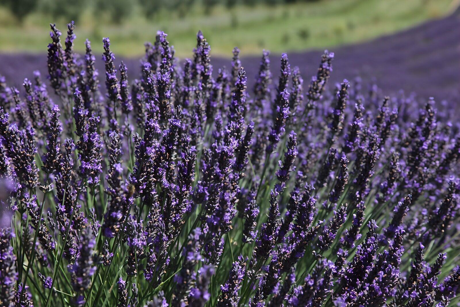 OCUK67535: Lavender Fields in Full Bloom