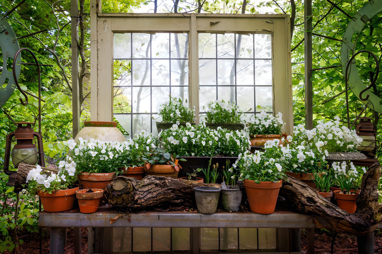 OCUK22703: Blossoms by the Window