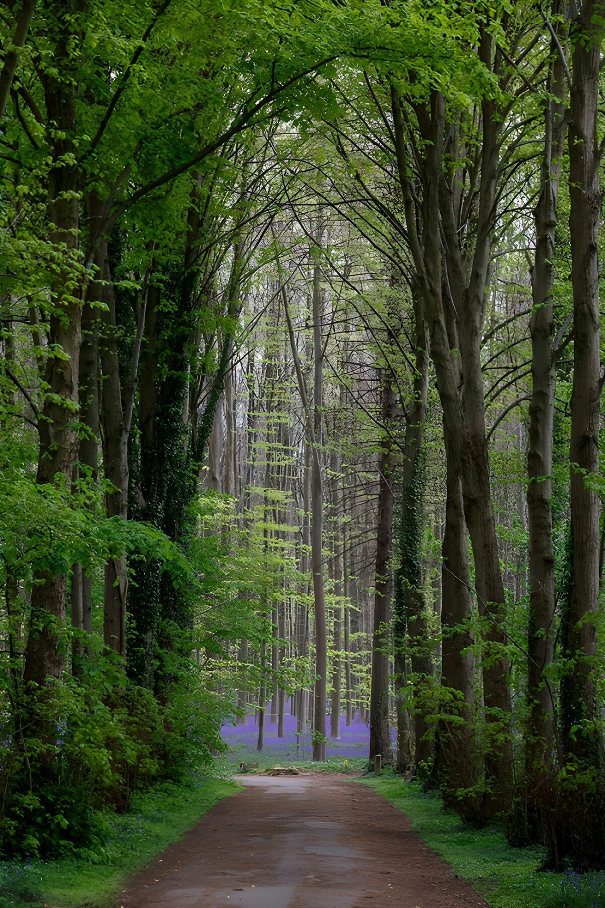 OCUK12784: Enchanted Green Pathway