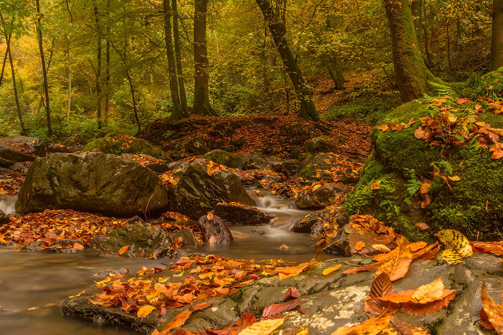 OCUK68115: Autumn Serenity in a Mountain Stream