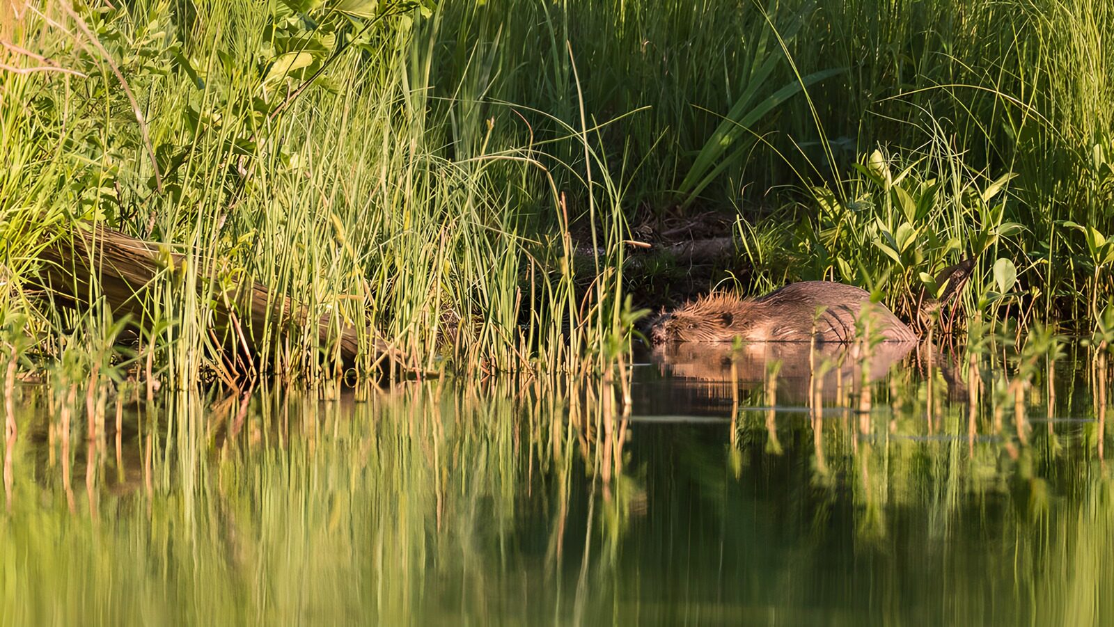 OCUK16639: Beavers at Dawn by the Water