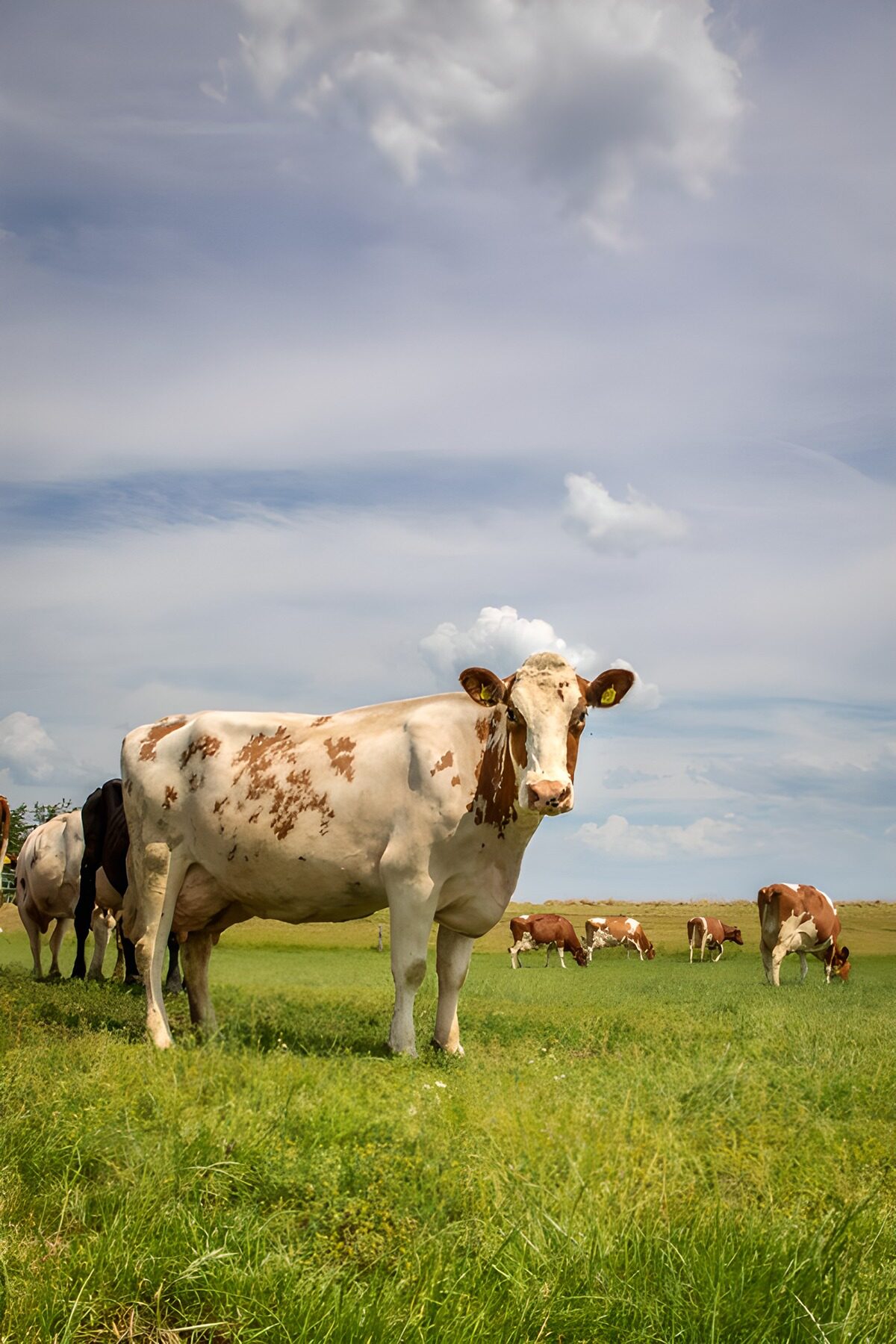 OCUK68875: Cow Grazing in a Green Pasture