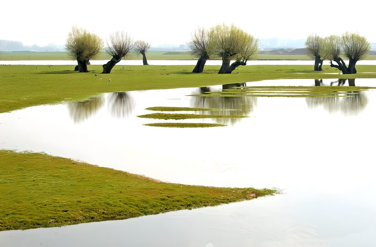 OCUK81127: Flooded field with trees version 1