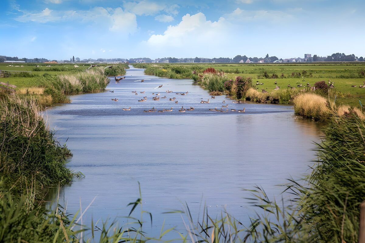 OCUK62660: Serene Wetlands with Ducks and Greenery