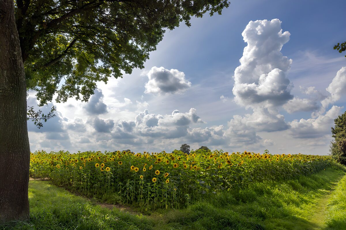 OCUK59914: Sunflower Field Beneath a Cloudy Sky