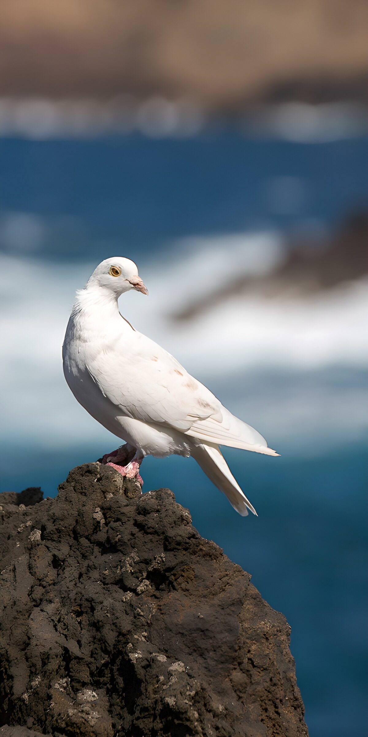 OCUK73783: Coastal White Dove on a Rock