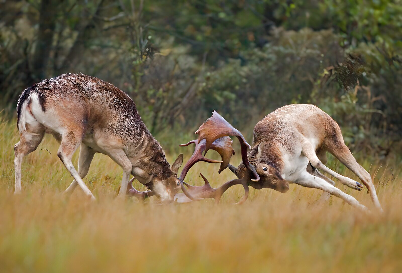 OCUK26272: Stag Duel in the Meadow