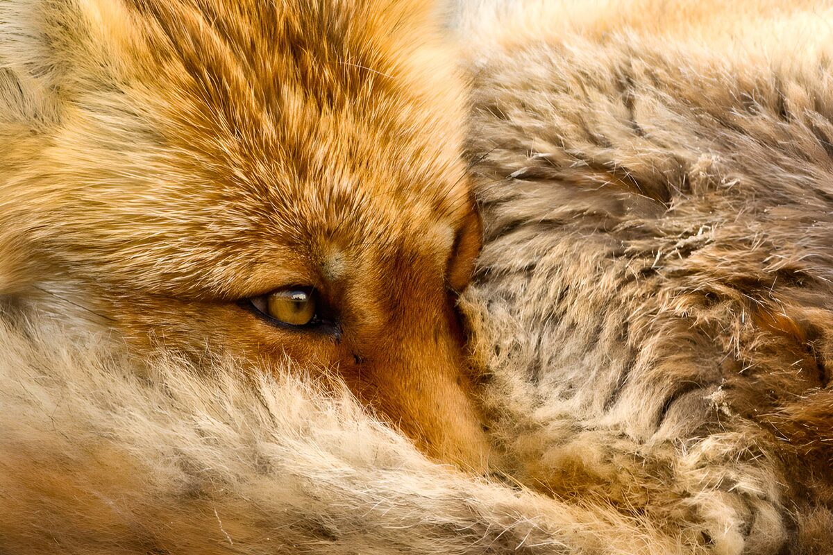 OCUK41607: Intimate Gaze of a Fox