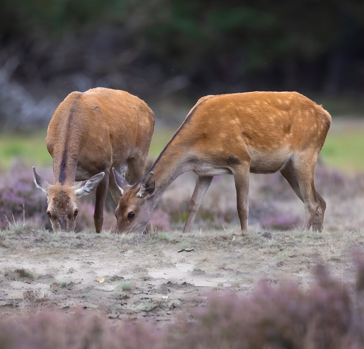 OCUK73309: Grazing Deer in Serene Meadow