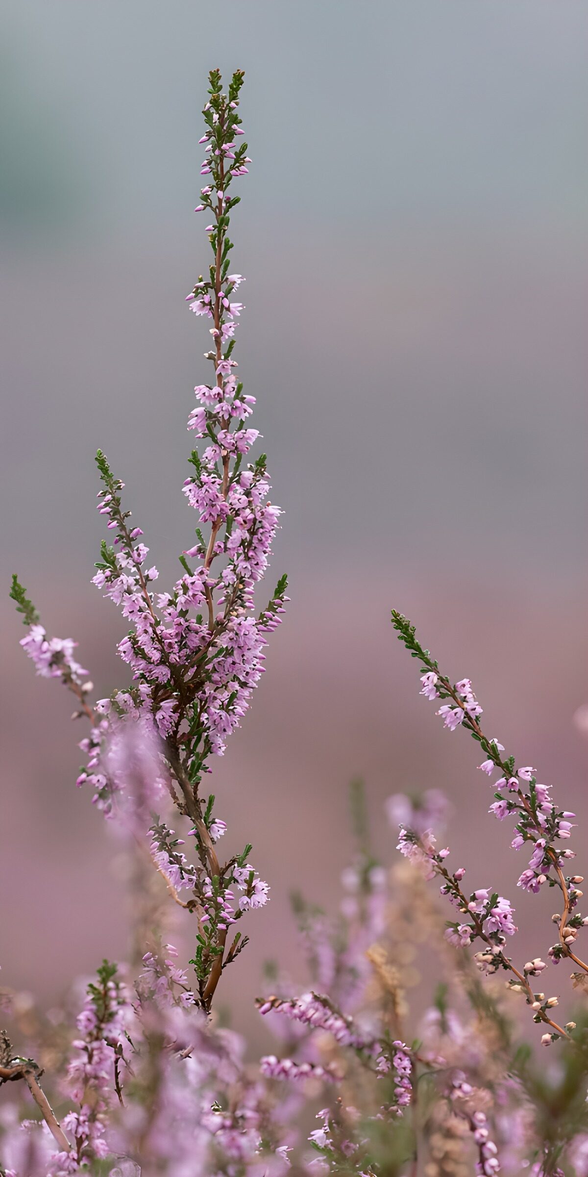 OCUK21180: Blossoming Heather in Soft Light