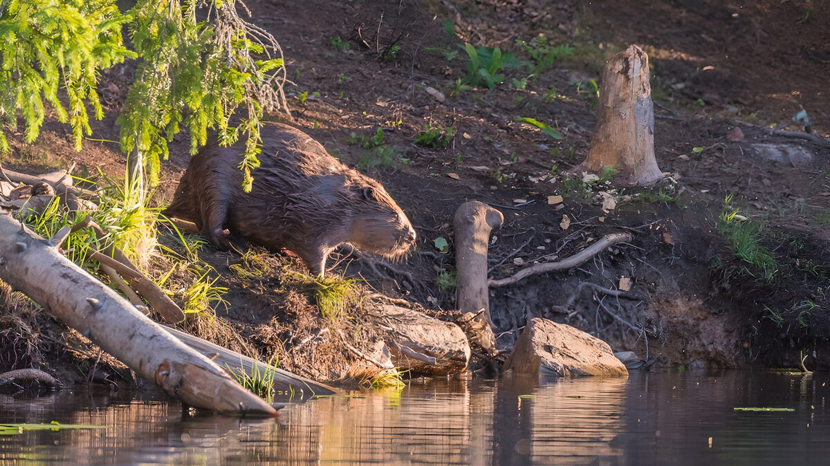OCUK67138: Beaver by the Water's Edge