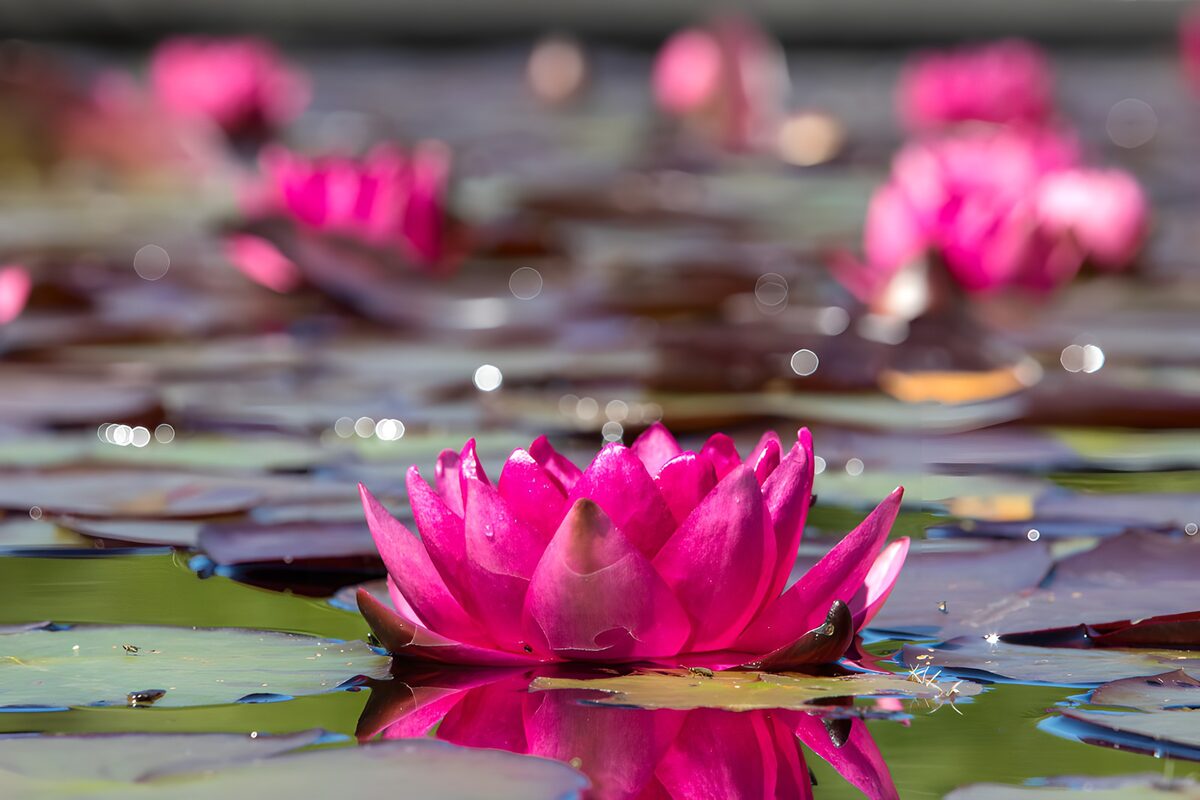 Vibrant Pink Water Lilies in Bloom