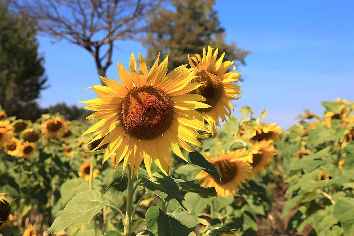 Vibrant Sunflowers Under Blue Sky