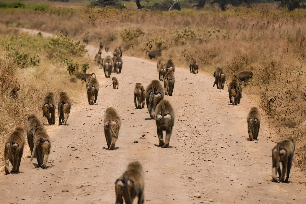 OCUK72563: Baboons on a Dusty Path