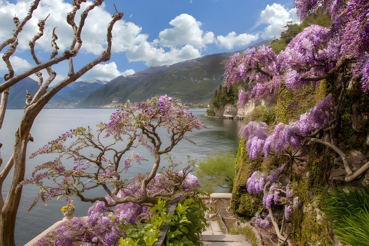 Blooming Wisteria by the Lake