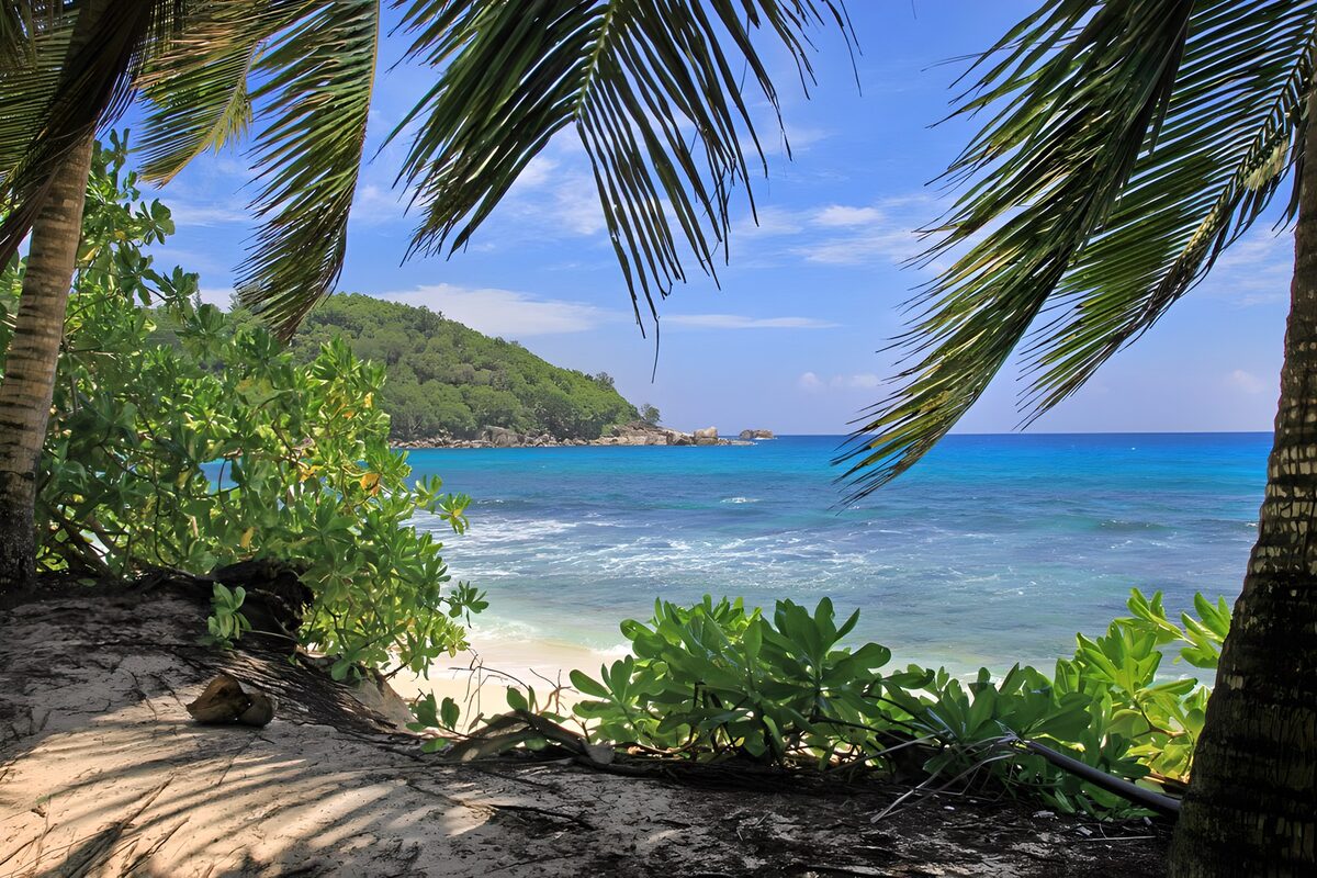 OCUK56016: Tropical Paradise Under Swaying Palms