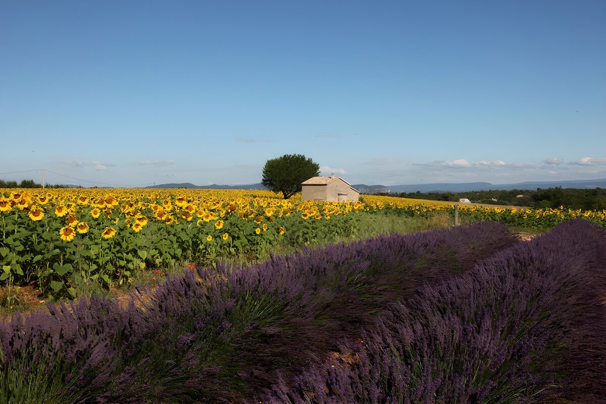 OCUK16960: Sunflowers and Lavender Fields Harmony