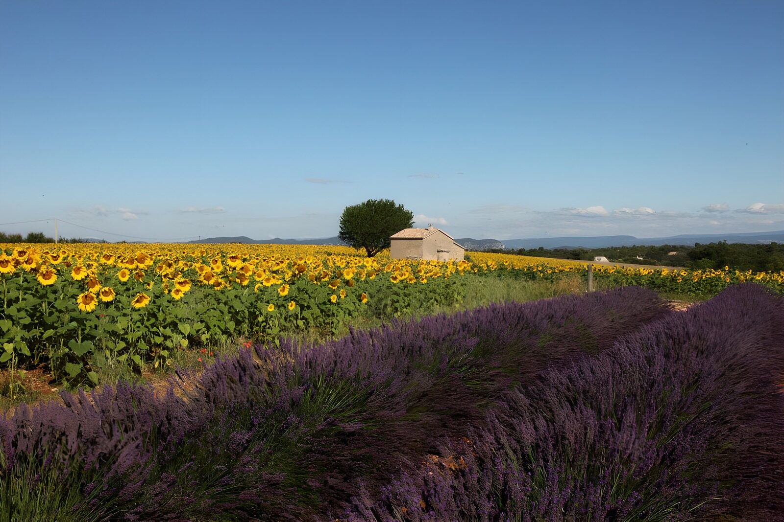 OCUK16960: Sunflowers and Lavender Fields Harmony
