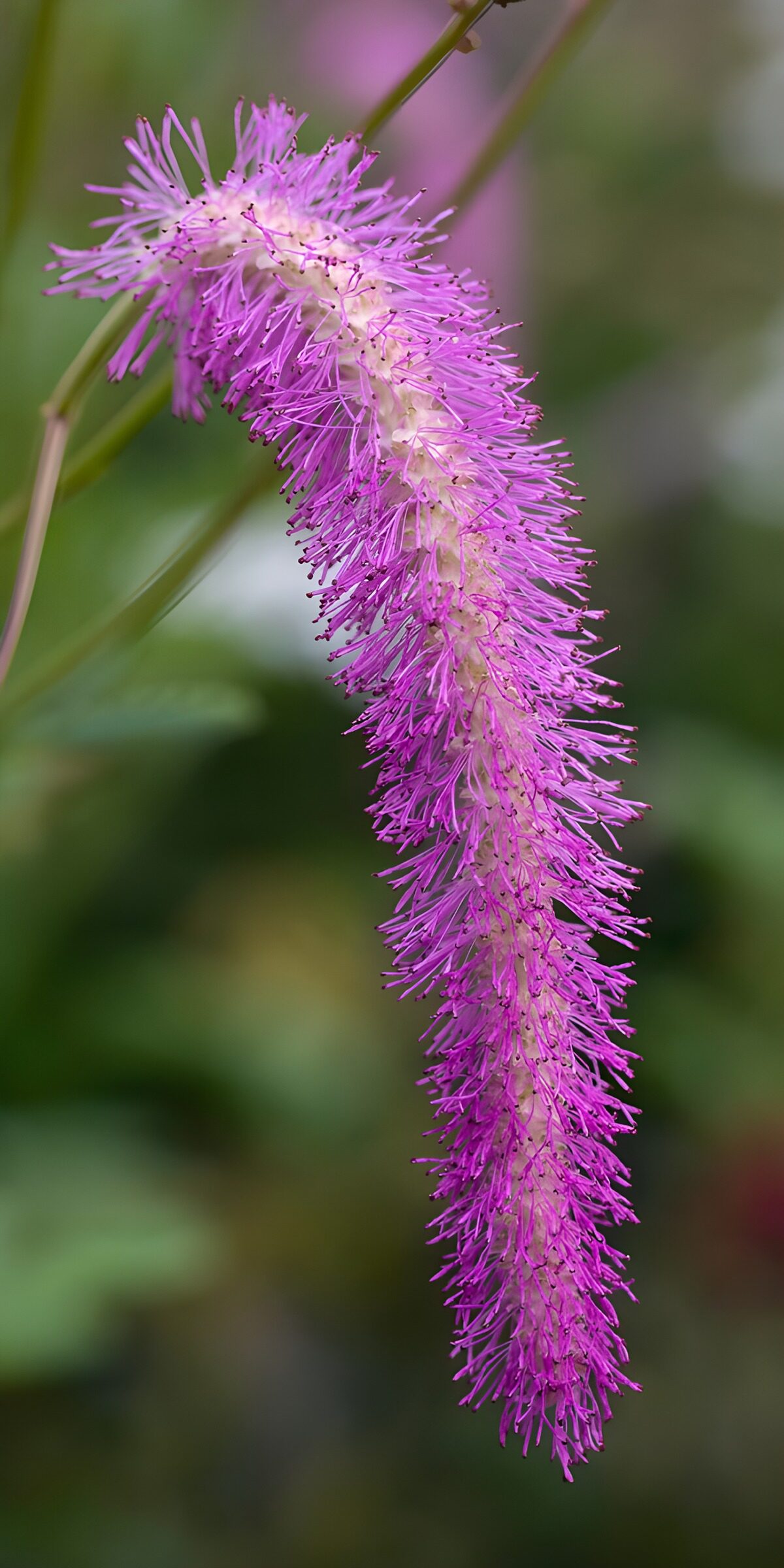 OCUK68391: Vibrant Pink Flower Spikes