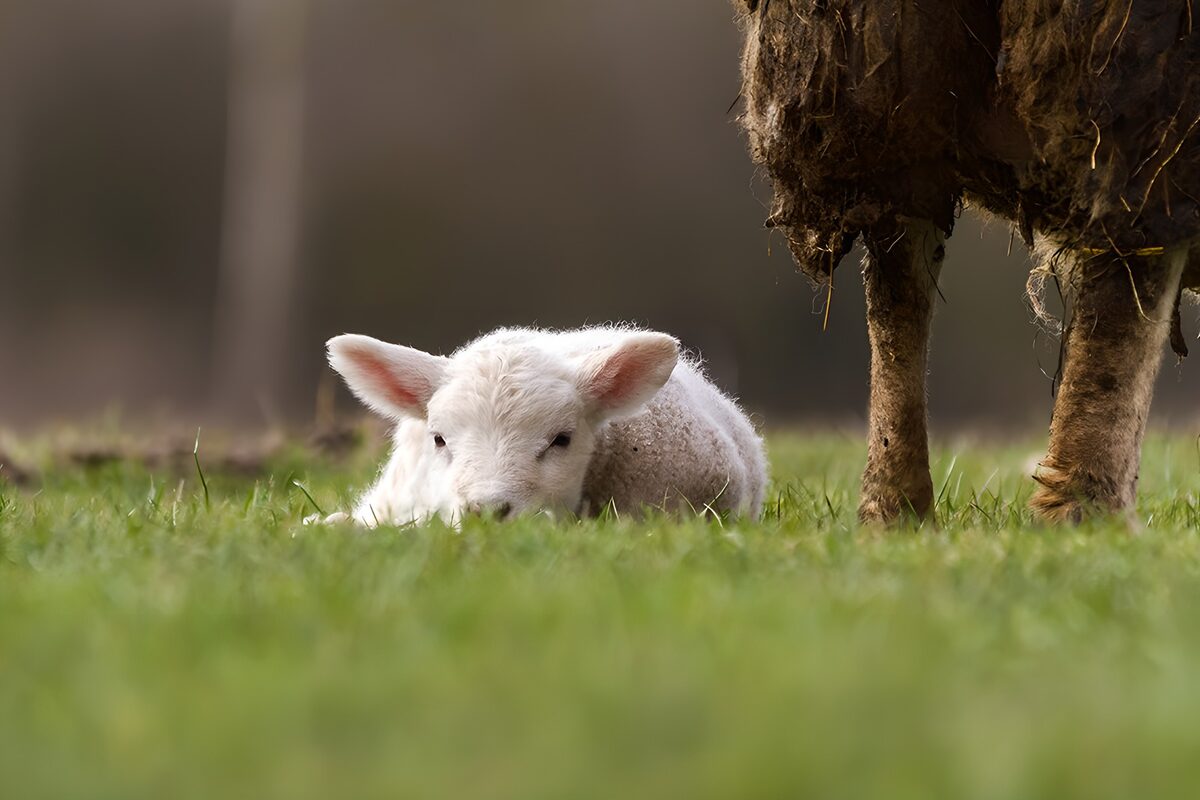 Newborn Lamb Resting in the Grass