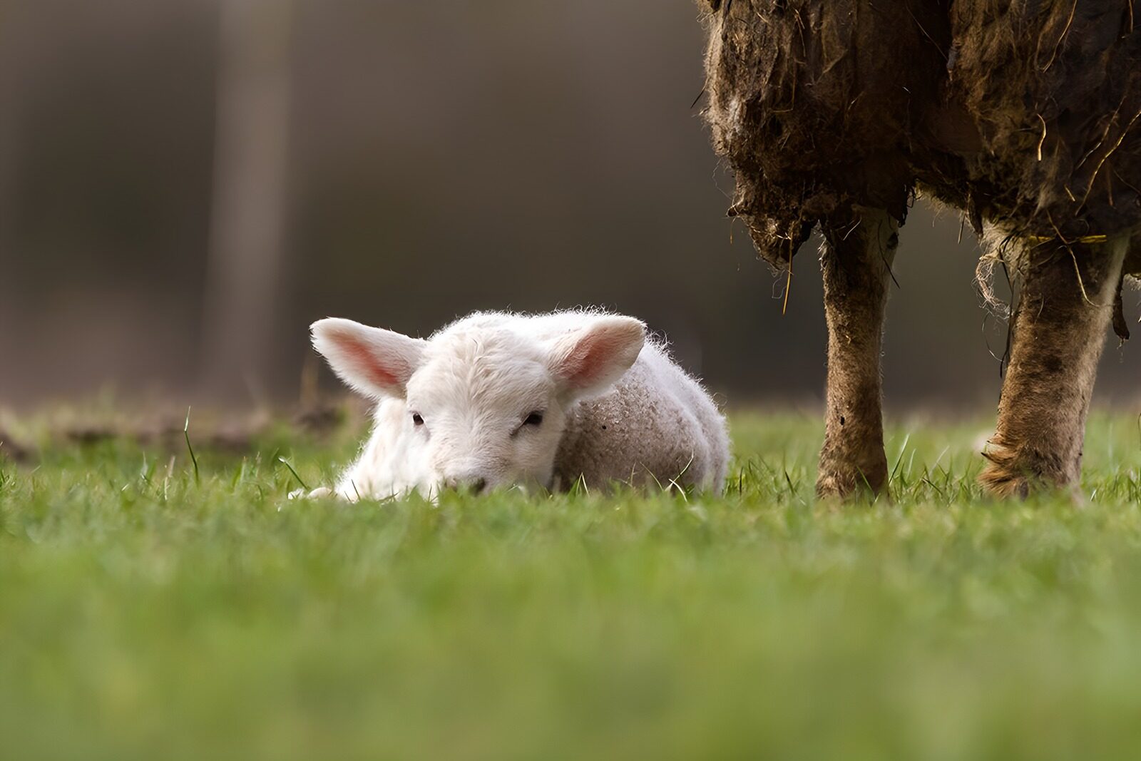 OCUK52373: Newborn Lamb Resting in the Grass