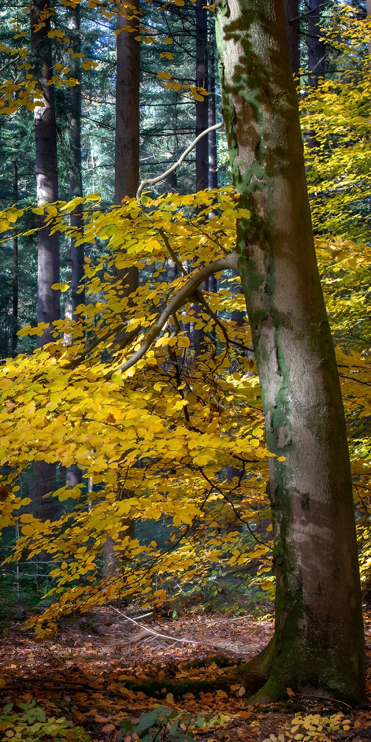 OCUK15354: Autumn Colors in the Forest
