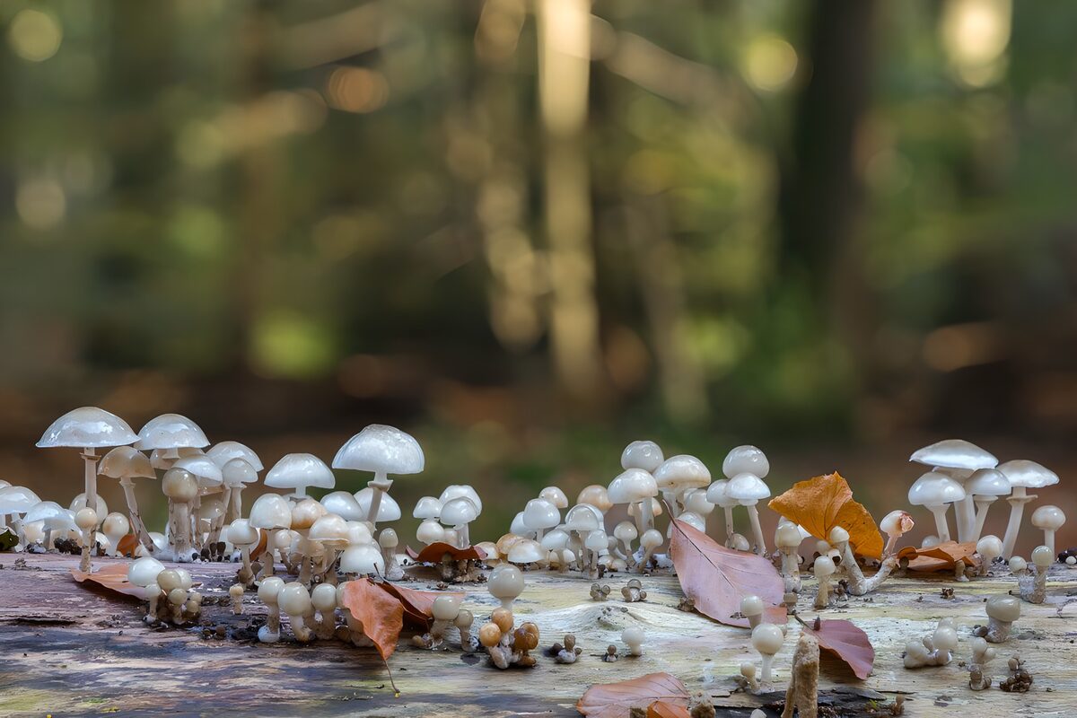 OCUK43929: Porcelain fungus