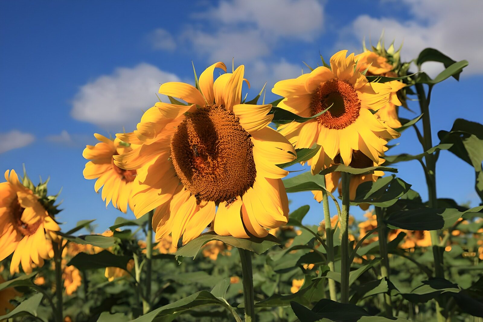 OCUK61957: Bright Sunflowers Under Blue Skies