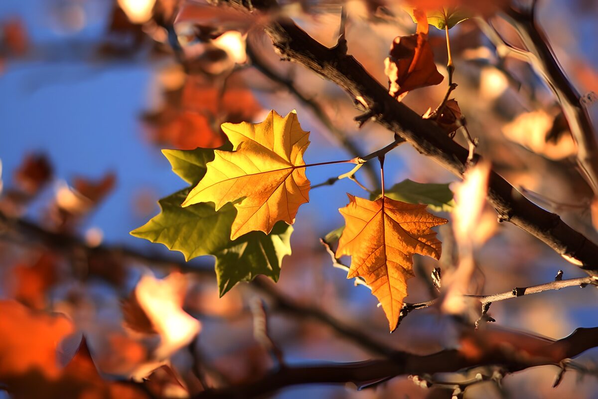 Autumn Leaves in Golden Light