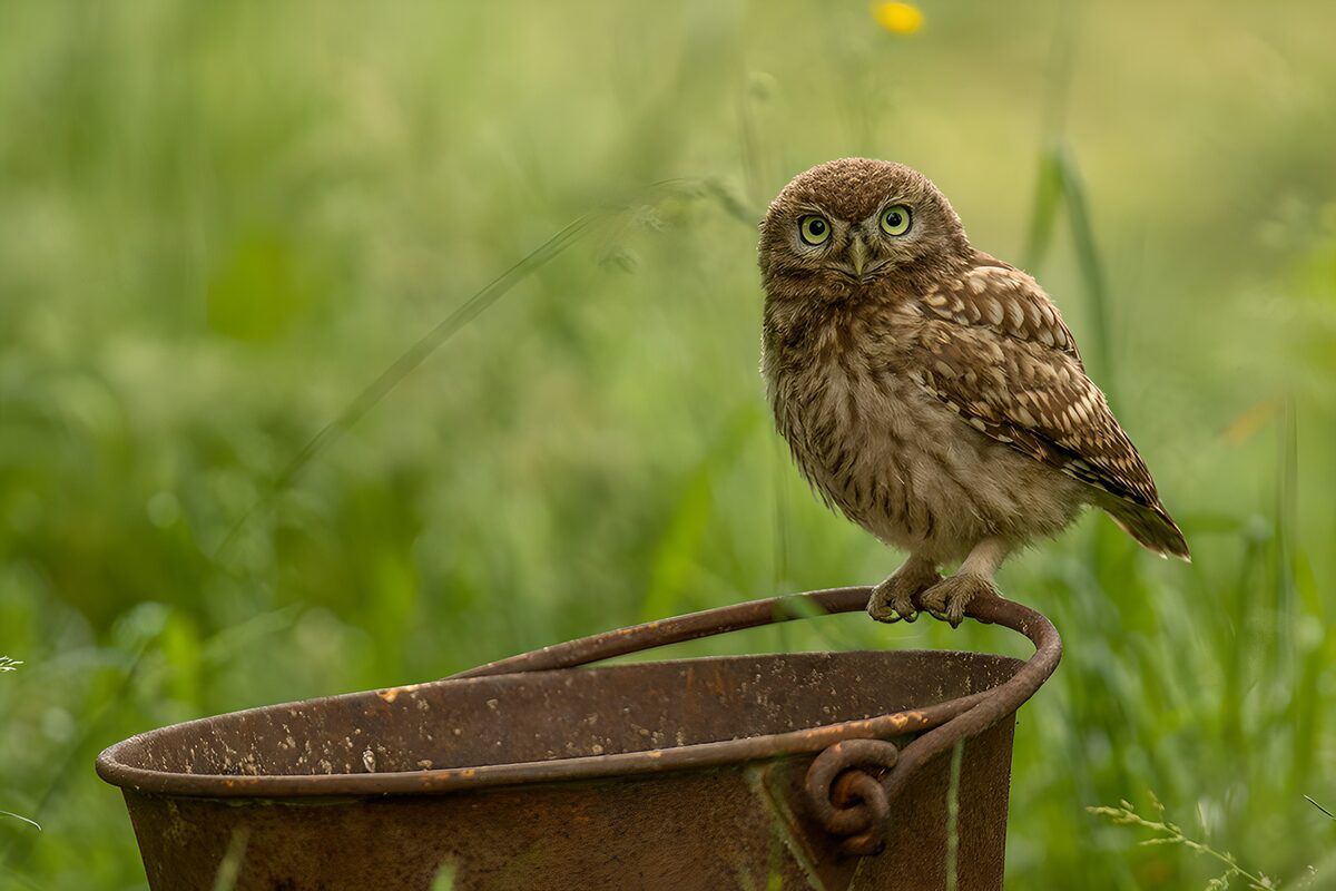 OCUK23183: Curious Little Owl on a Rusty Bucket