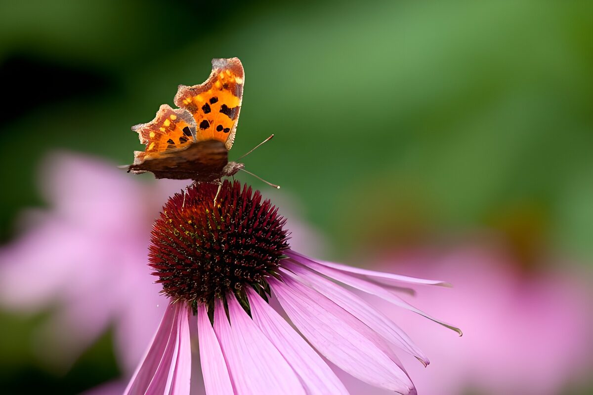 OCUK10809: Butterflies 6