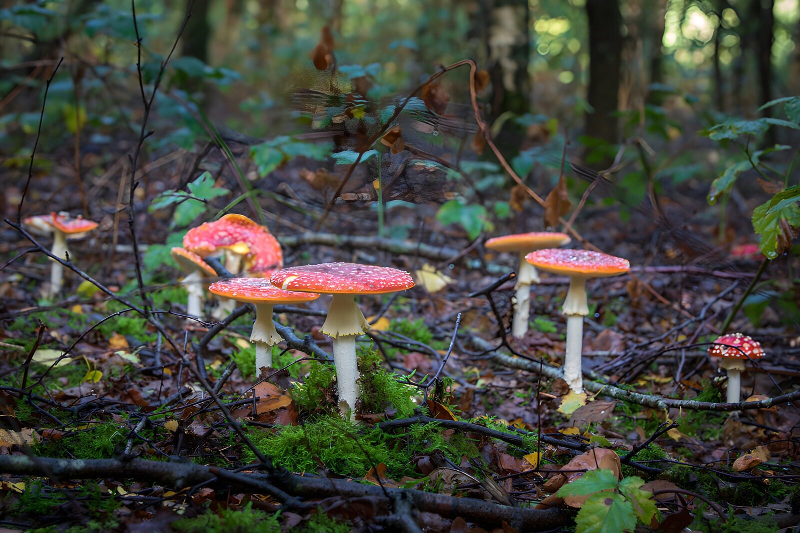 OCUK82189: Enchanted Forest Fungi