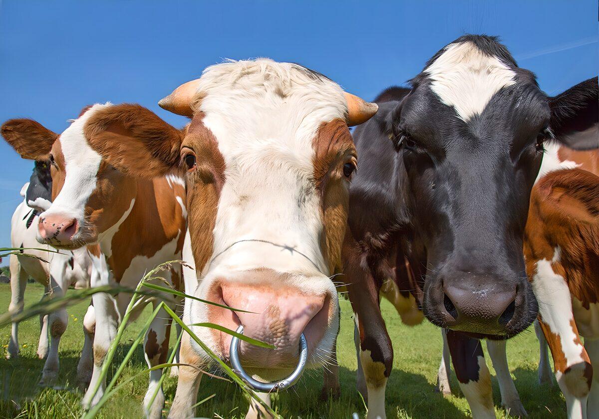 OCUK63054: Cow with ring in the nose