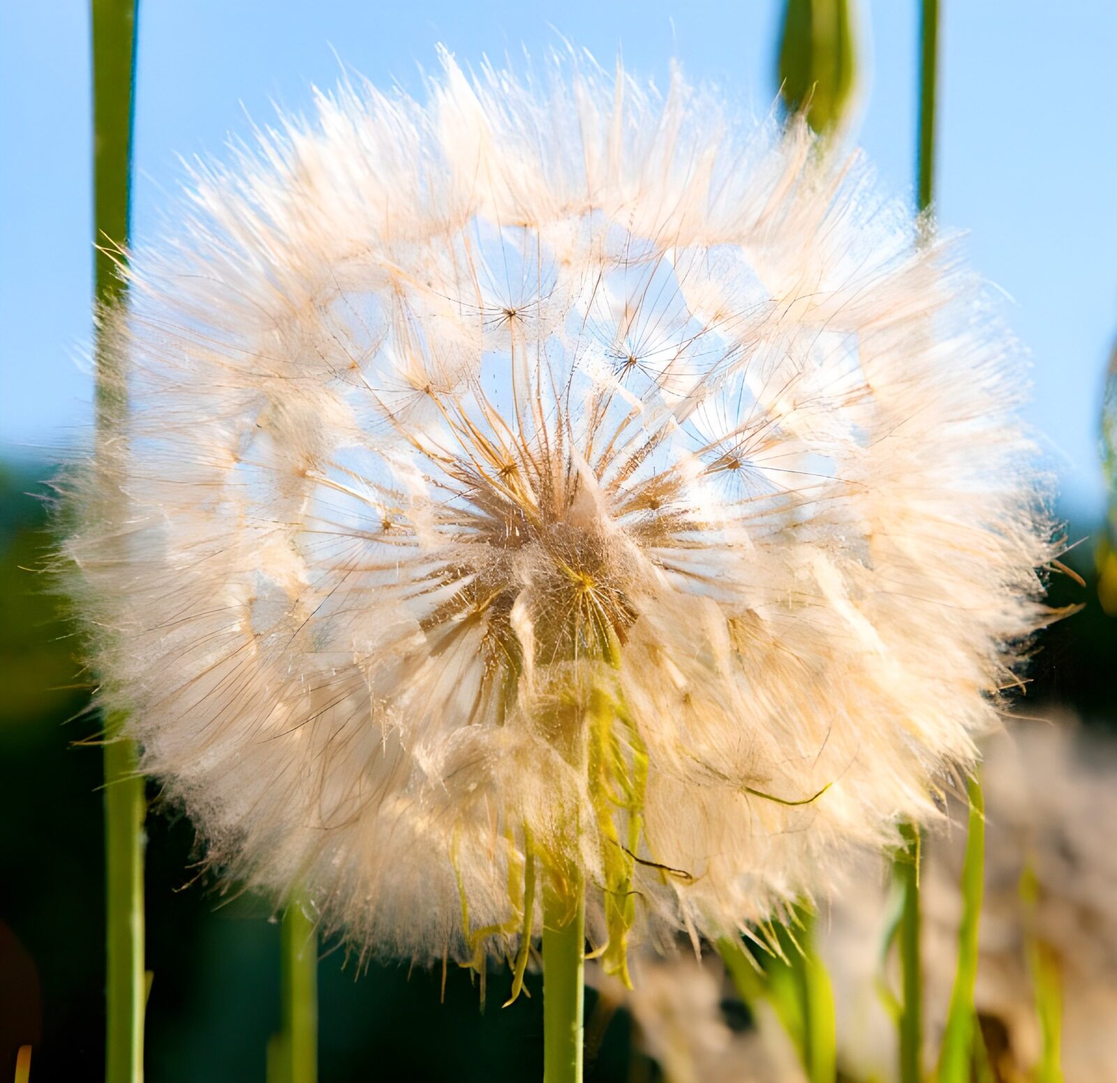 OCUK95332: Whimsical Dandelion in the Breeze