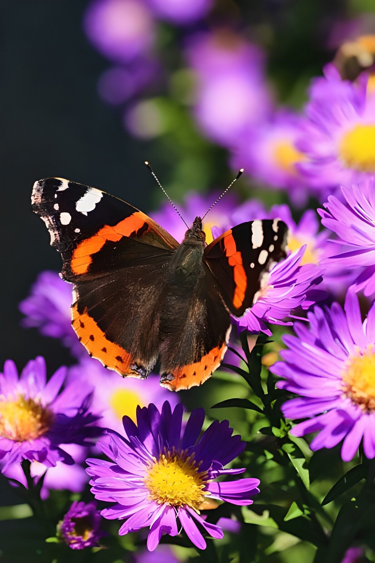 OCUK57570: Butterflies 17