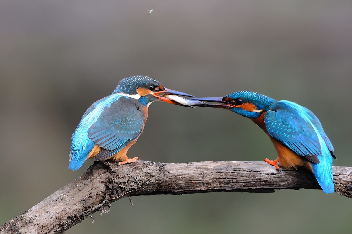 OCUK17690: Kingfishers Sharing a Catch